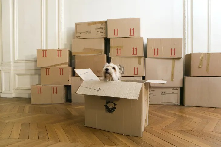 Un perro asomado desde una caja de mudanza en un departamento